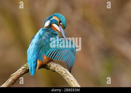 Niedlich gemeine Eisvögel Reinigungsfedern mit langem schwarzem Schnabel im Frühjahr Stockfoto