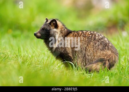 Wilder Waschbärhund beobachtet die Umgebung im Sommer Stockfoto