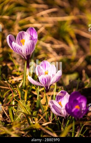 Crocus, plural Crocuses oder croci ist eine Gattung von blühenden Pflanzen in der Familie der Iris. Ein Haufen Krokusse, eine Wiese voller Krokusse, auf gelbem Trockenrasen Stockfoto