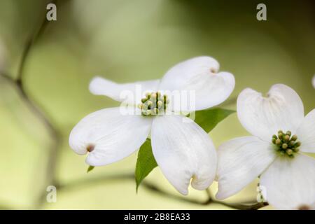 Cornus Florida - hartriegel - April Stockfoto