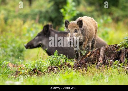 Harmonisches Wildschwein-Ferkel und Erwachsener stehen im Sommer auf Glade Stockfoto