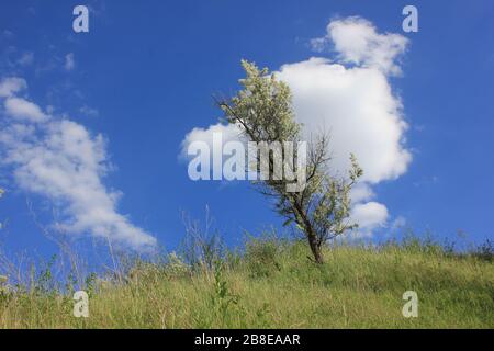 Malerische Sommerlandschaft mit einem einsamen wilden Olivenbaum auf dem Hügel am blauen Himmel mit weißem Wolken Hintergrund Stockfoto