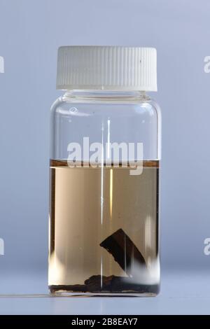 Farbe von Methanol extrahierten Spittern gefährdeter Dalbergia-Baumarten, Dalbergia-Miscolobium, S. American Stockfoto