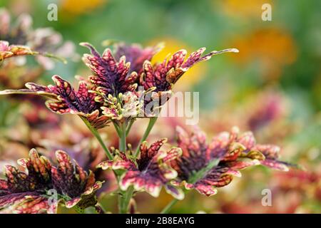 Plectanthrus scutellarioides - Coleus unter der Kupfermeerkoralle - August Stockfoto