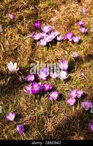 Crocus, plural Crocuses oder croci ist eine Gattung von blühenden Pflanzen in der Familie der Iris. Ein Haufen Krokusse, eine Wiese voller Krokusse, auf gelbem Trockenrasen Stockfoto