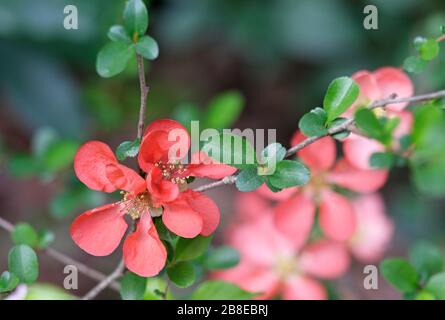 Chaenomeles x Superba 'Hollandia' - blühender Quince - Februar Stockfoto