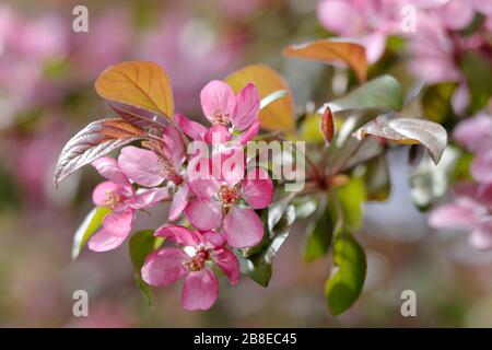 Malus 'Indischer Sommer' - Blühender Krabappel - April Stockfoto
