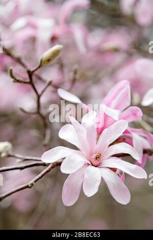 Magnolia x Loebneri 'Leonard Messel' - März Stockfoto