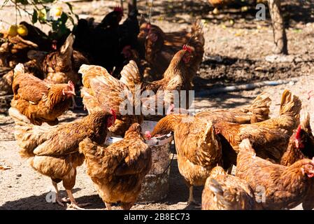 Gruppe von roten Hühnern, die sich von einem Speisereimer in einer Hühnerfarm im Freien ernähren. Konzept der Hühnerfarm-Industrie. Stockfoto