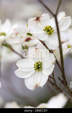 Cornus Florida - hartriegel - April Stockfoto