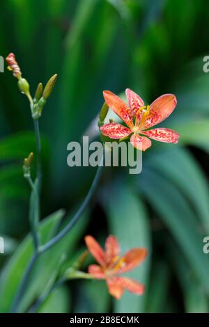 Iris domestica - Leopardenlilie - August Stockfoto