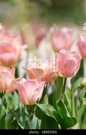 Tulipa 'Stunning Apricot' - Tulpen - März Stockfoto