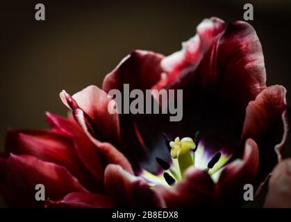 Rote Tulpen in einer Vase auf dunklem Hintergrund. Perfekt für die Grußkartenkulisse Stockfoto