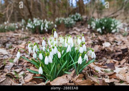 Weiße Schneefallenblüten wachsen auf trockenen, gestürzten Blättern im Wald. Galanthus nivalis. Büschel frühfrühreitiges Kraut. Glockenförmige Blüte und grünes schmales Blatt. Stockfoto
