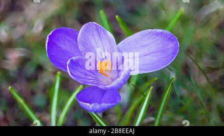 Violetter Krokusblütenkopf. Frühfrühlingsanlage der Irisfamilie. Idaceen. Wunderschönes violett blühendes Kraut mit einer gebogenen Blütenhülle. Grün gestreifte Blätter. Stockfoto