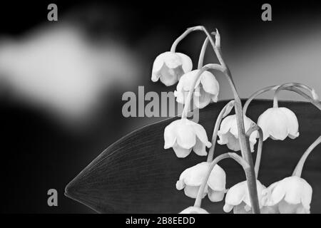 Die zierliche Lilie des Tals blüht in der Nähe des schwarzen und weißen Frühlingskimmels. Convallaria majalis. Romantische Glocken blühen in natürlicher Melancholie. Stockfoto