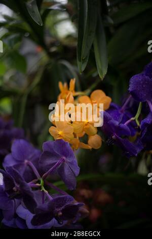 Gelbe und violette Vanda Orchid Flower auf dem Orchid Festival 2020 im Royal Botanical Gardens in Kew, Richmond, London, England Stockfoto