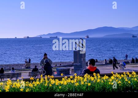 Narzissen, Frühling, English Bay, Vancouver, British Columbia, Kanada Stockfoto