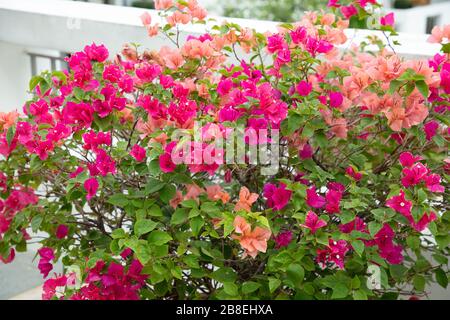 Bunte, blühende Sträucher von Bougainvillea, die in Töpfen im Freien wachsen. Stockfoto