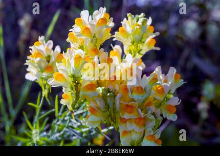 Linaria vulgaris, Namen sind gewöhnliche Toadflachs, gelbe Toadflachs oder Butter-und-Eier. Stockfoto