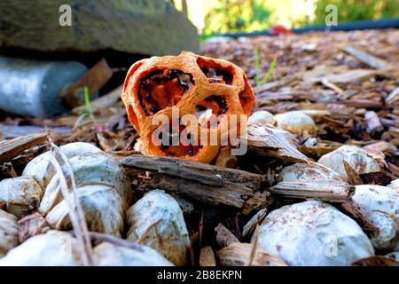 In Mulch und Felsen wachsender Clothrus-Rüber-Pilz; Rotkäfigpilz. Stockfoto