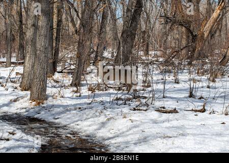 Herde of Deer in einem mit Schnee bedeckten Feld Stockfoto