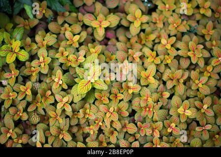 Miniaturpflanzen mit variierter Pflanzenwelt im Princess of Wales Conservatory, Royal Botanical Gardens in Kew, Richmond, London Stockfoto