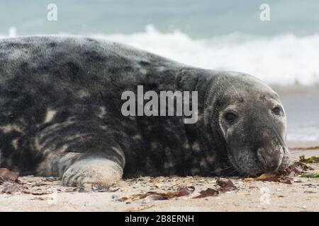 Graue Dichtung auf der vorgelagerten Insel Helgoland in der deutschen Nordsee Stockfoto