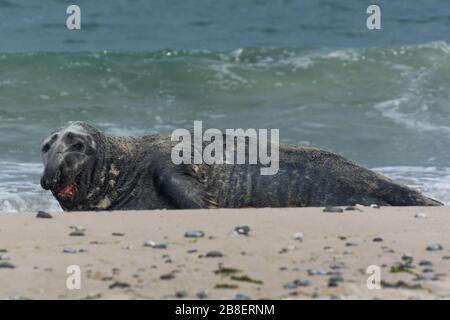 Graue Dichtung auf der vorgelagerten Insel Helgoland in der deutschen Nordsee Stockfoto