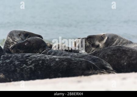 Graue Dichtung auf der vorgelagerten Insel Helgoland in der deutschen Nordsee Stockfoto