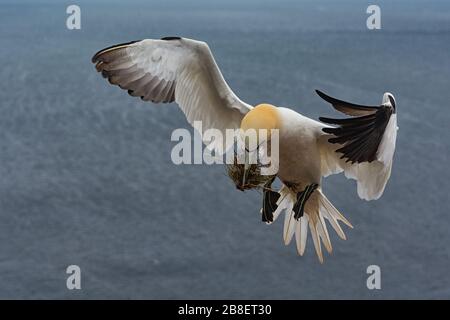 Nordgannette auf der vorgelagerten Insel Helgoland in der deutschen Nordsee Stockfoto