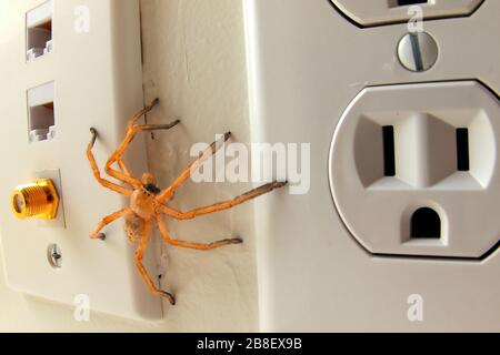 Ein in Arizona heimischer Wolf Spider, der die Mauer eines nach Beute suchenden Hauses umschlungen hat. Beachten Sie, dass die Steckdose auf der rechten Seite einem Gesicht t ähnelt Stockfoto