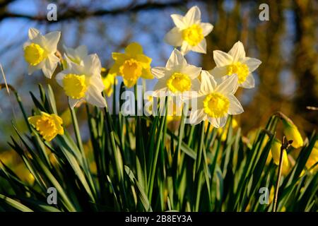 Die traditionelle Narzissenblüte mit gelben und weißen Blütenblättern. Narzissen (Narcissus) sind die schönsten Frühlingsblumen. Aufgenommen in Staffordshire, Großbritannien. Stockfoto