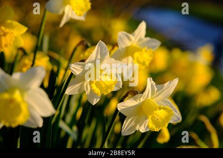 Die traditionelle Narzissenblüte mit gelben und weißen Blütenblättern. Narzissen (Narcissus) sind die schönsten Frühlingsblumen. Aufgenommen in Staffordshire, Großbritannien. Stockfoto