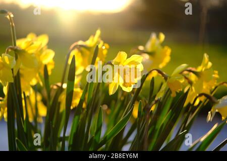 Die traditionelle Narzissenblüte mit gelben und weißen Blütenblättern. Narzissen (Narcissus) sind die schönsten Frühlingsblumen. Aufgenommen in Staffordshire, Großbritannien. Stockfoto