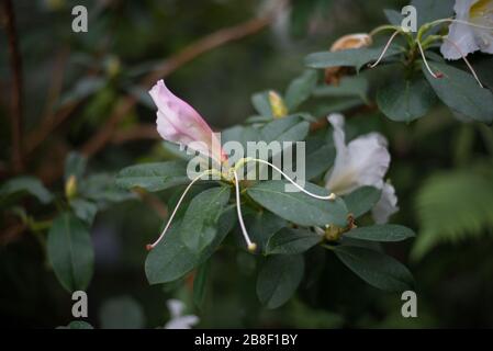 Blume im Princess of Wales Conservatory, Royal Botanical Gardens in Kew, Richmond, London Stockfoto