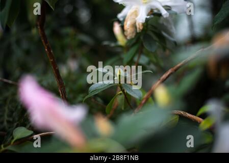 Blume im Princess of Wales Conservatory, Royal Botanical Gardens in Kew, Richmond, London Stockfoto