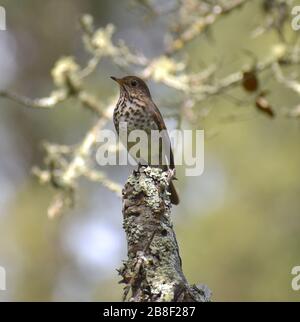 Ein Einsiedlerthrush (Catharus guttatus) thront auf einem mit Flechten bedeckten Stumpf im Pinto Lake County Park in Watsonville, Kalifornien Stockfoto