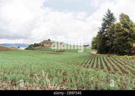 Aquitania, Boyaca/Kolumbien; 8. April 2018: Ländliche Andenlandschaft, walisische Zwiebelfelder in der Nähe von Tota, dem größten kolumbianischen See Stockfoto