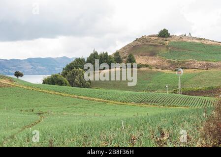 Aquitania, Boyaca/Kolumbien; 8. April 2018: Ländliche Andenlandschaft, walisische Zwiebelfelder, Allium fistulosum, in der Nähe von Tota, dem größten kolumbianischen See Stockfoto