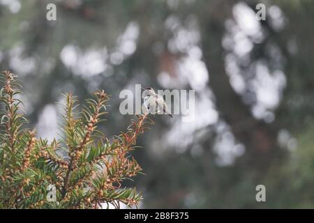 Tiny annas Kolibris saß auf einem Baumzweig, Vancouver, Kanada Stockfoto