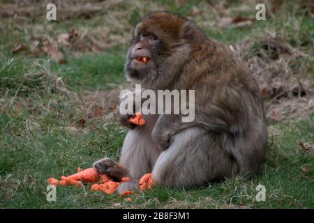 Barbary Makaken im Monkey Forest, Trentham Estate, Großbritannien Stockfoto