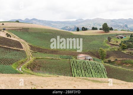 Aquitania, Boyaca/Kolumbien; 8. April 2018: Andenlandschaft, Landhäuser und walisische Zwiebelfelder, Allium fistulosum Stockfoto