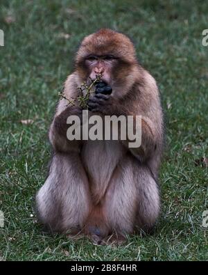 Barbary Makaken im Monkey Forest, Trentham Estate, Großbritannien Stockfoto