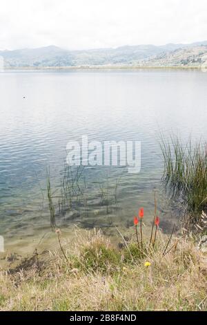 Aquitania, Boyaca: Lily Fackel, Kniphofia Uvaria, am Ufer von Tota, dem größten kolumbianischen See Stockfoto