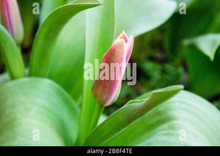 Blick auf Tulpen im März, die eine Pflanzenfamilie in der Lilienfamilie Liliaceae bilden Stockfoto