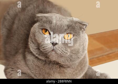 Grau-blaue Schottische Falzkatze auf einem beigefarbenen Sofa. Nahaufnahme Stockfoto