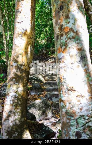 Bäume umrahmen eine Reihe von Steinschritten auf dem Weg zum Secret Garden auf Fitzroy Island vor der Küste von Queensland Australien in der Nähe von Cairns. Stockfoto