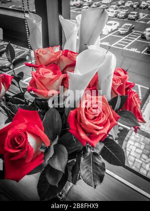 Einfarbige rote Rosen einfarbige rote Blumenstrauß mit Lilienblättern auf Fensterbank Schwarz und Weiß Stockfoto