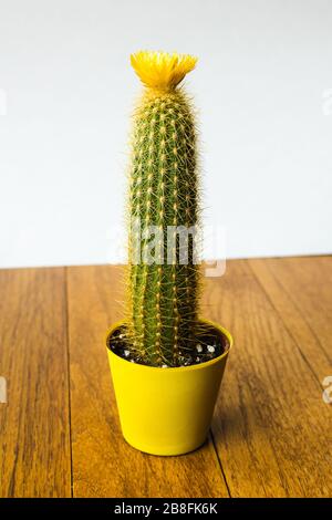 Eine kleine Kakteenpflanze mit einer gelben Blume oben in einem kleinen gelben Topf isoliert auf einem Holzboden mit weißem Hintergrund Stockfoto
